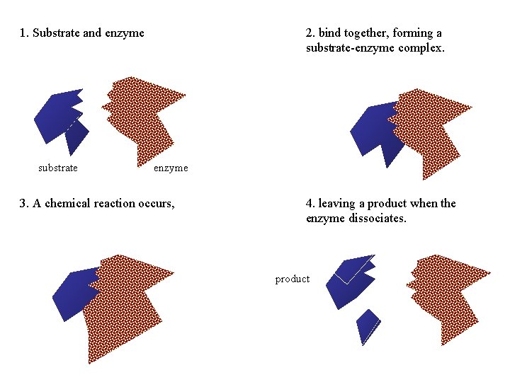 2. bind together, forming a substrate-enzyme complex. 1. Substrate and enzyme substrate enzyme 3.