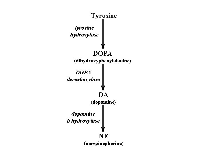 Tyrosine tyrosine hydroxylase DOPA (dihydroxyphenylalanine) DOPA decarboxylase DA (dopamine) dopamine b hydroxylase NE (norepinepherine)