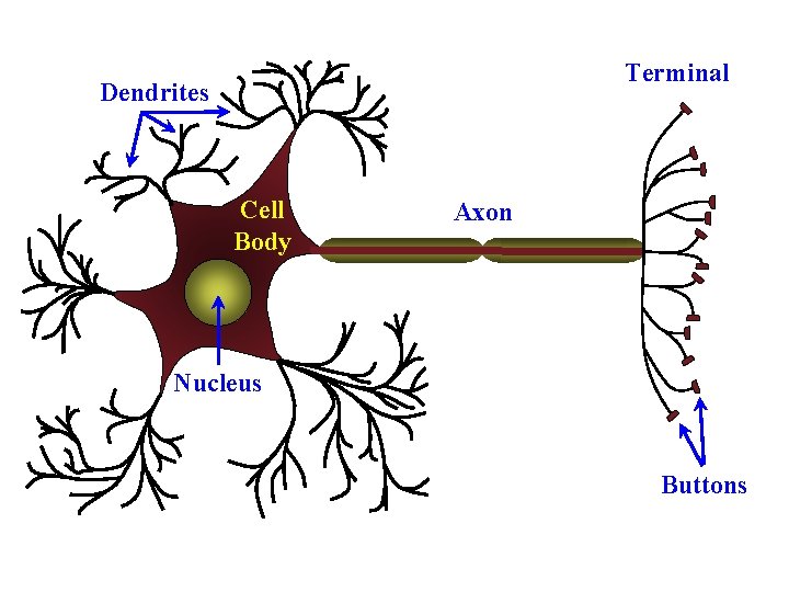 Terminal Dendrites Cell Body Axon Nucleus Buttons 