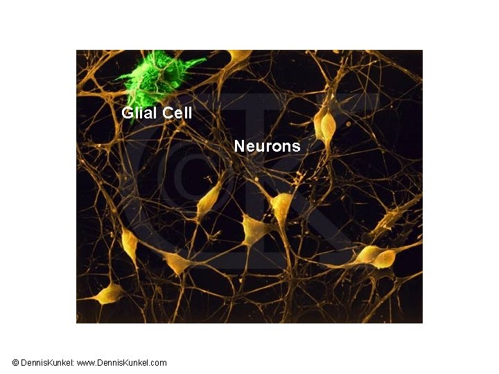 Glial Cell Neurons © Dennis. Kunkel: www. Dennis. Kunkel. com 