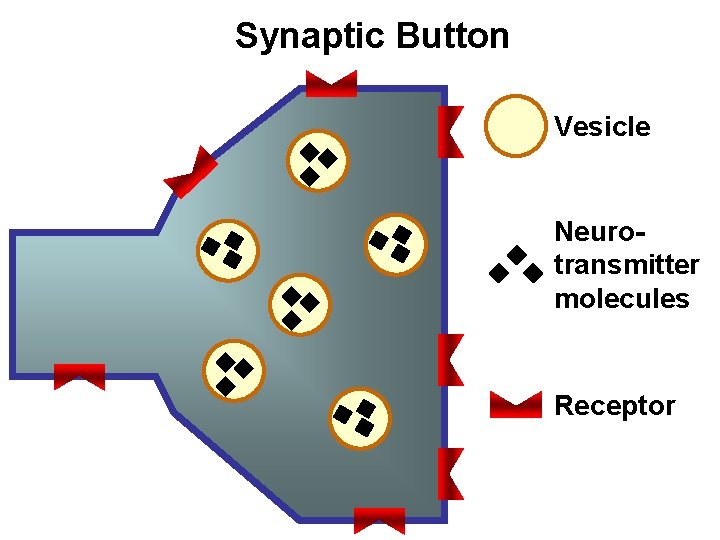 Synaptic Button Vesicle Neurotransmitter molecules Receptor 