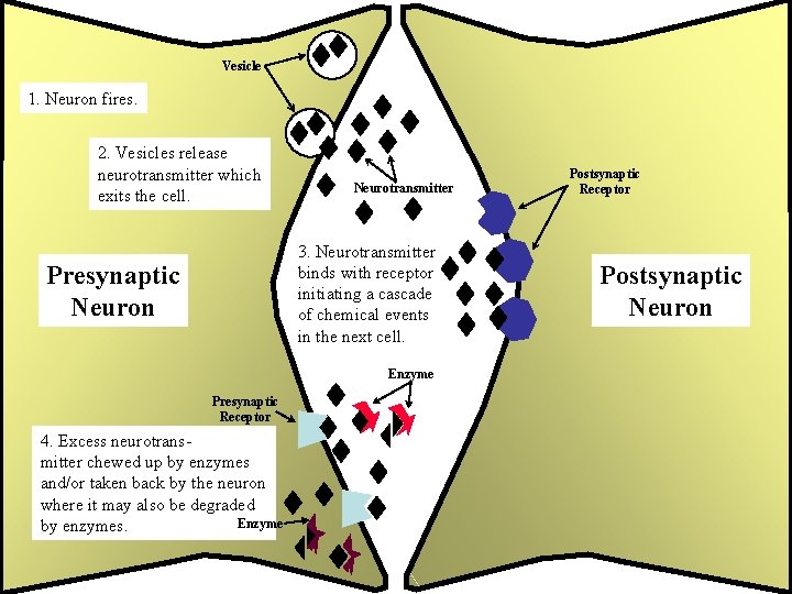Vesicle 1. Neuron fires. 2. Vesicles release neurotransmitter which exits the cell. Neurotransmitter 3.