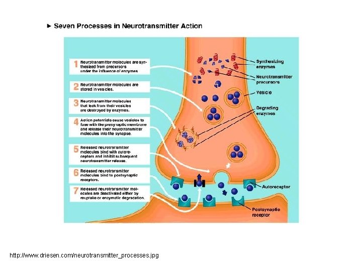 http: //www. driesen. com/neurotransmitter_processes. jpg 