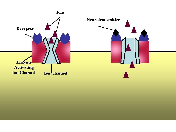 Ions Neurotransmitter Receptor Enzyme Activating Ion Channel 