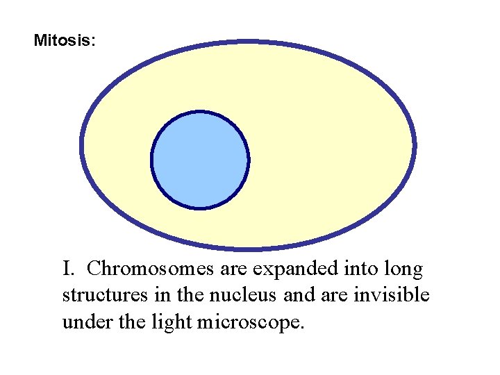 Mitosis: I. Chromosomes are expanded into long structures in the nucleus and are invisible