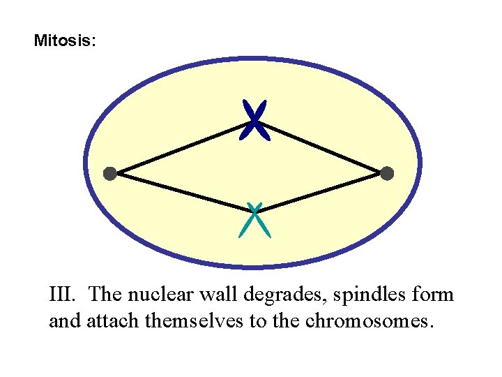 Mitosis: III. The nuclear wall degrades, spindles form and attach themselves to the chromosomes.