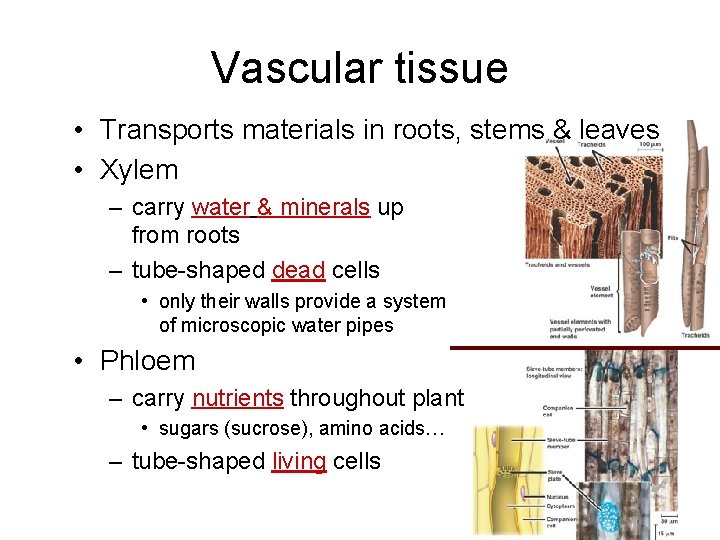 Vascular tissue • Transports materials in roots, stems & leaves • Xylem – carry