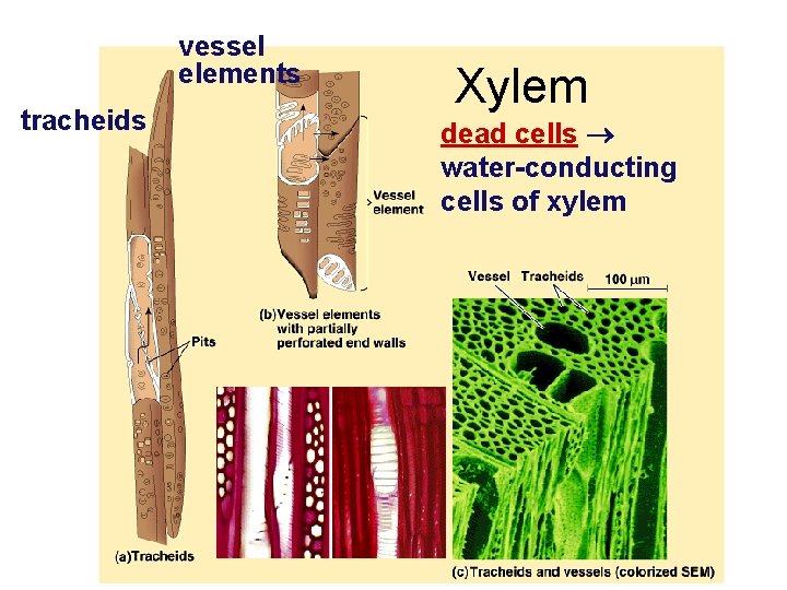 vessel elements tracheids Xylem dead cells water-conducting cells of xylem 