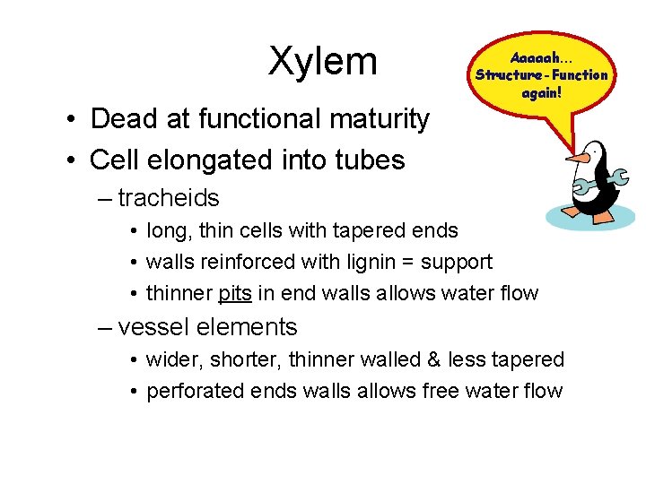 Xylem Aaaaah… Structure-Function again! • Dead at functional maturity • Cell elongated into tubes