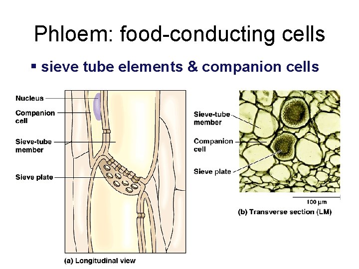 Phloem: food-conducting cells § sieve tube elements & companion cells 