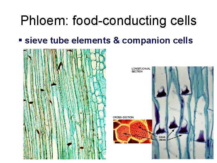 Phloem: food-conducting cells § sieve tube elements & companion cells 