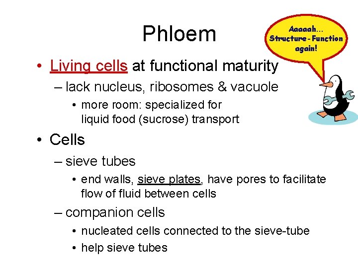 Phloem Aaaaah… Structure-Function again! • Living cells at functional maturity – lack nucleus, ribosomes