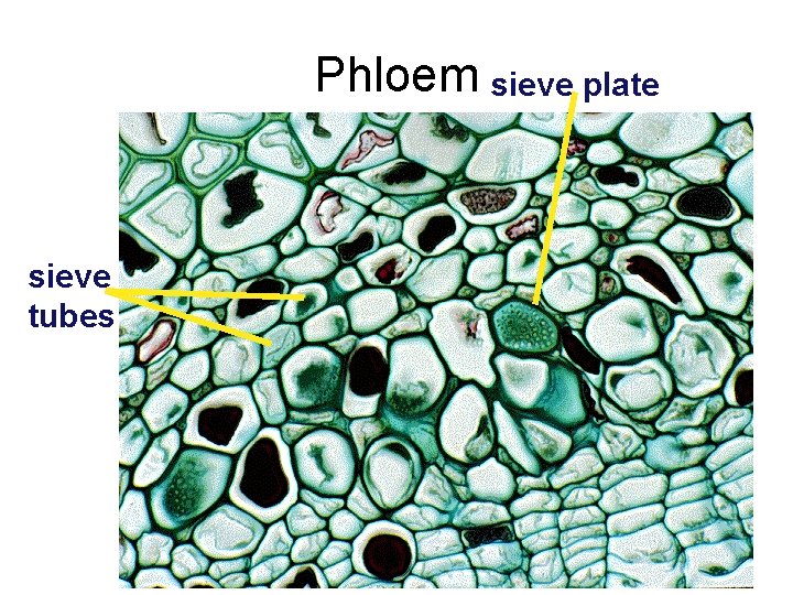 Phloem sieve plate sieve tubes 