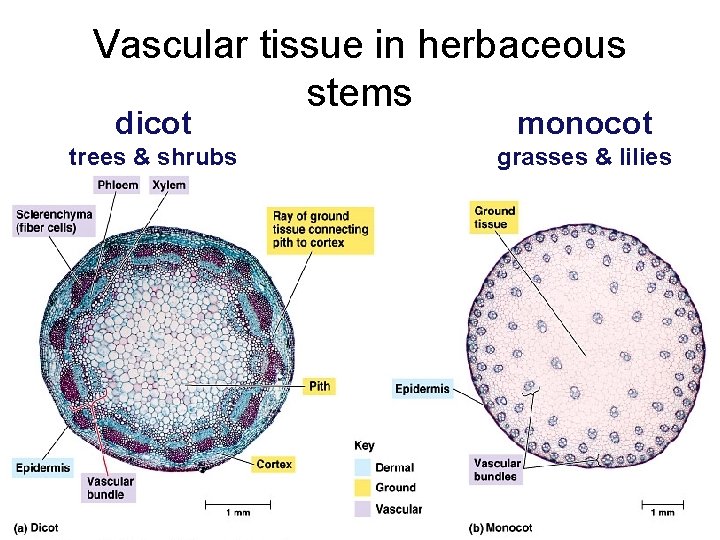 Vascular tissue in herbaceous stems dicot monocot trees & shrubs grasses & lilies 