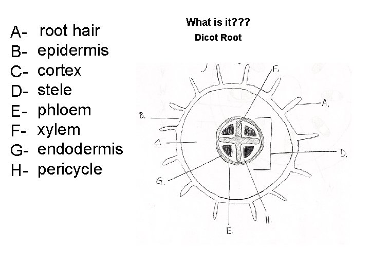 ABCDEFGH- root hair epidermis cortex stele phloem xylem endodermis pericycle What is it? ?