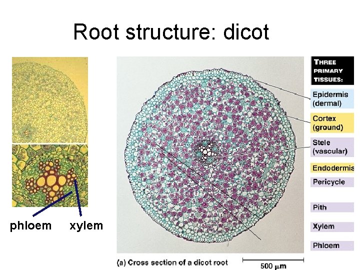 Root structure: dicot phloem xylem 