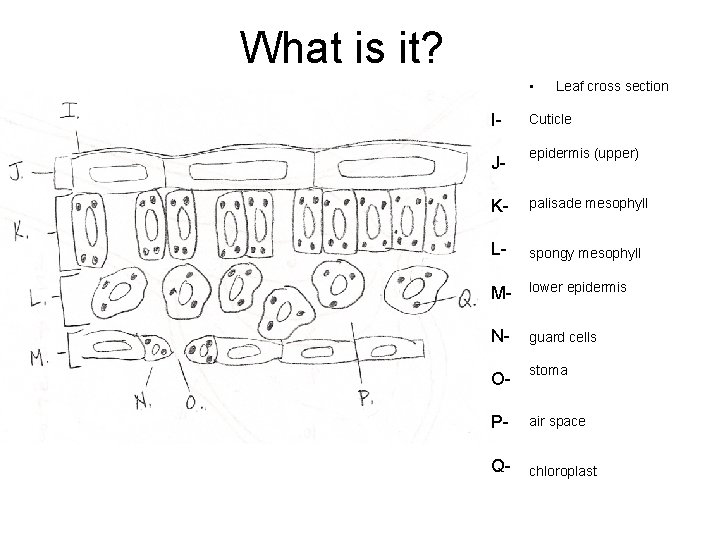 What is it? • IJ- Leaf cross section Cuticle epidermis (upper) K- palisade mesophyll