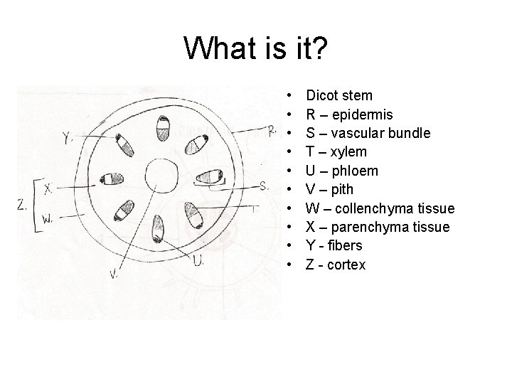 What is it? • • • Dicot stem R – epidermis S – vascular