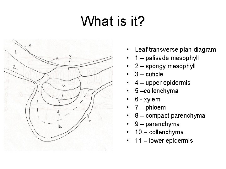 What is it? • • • Leaf transverse plan diagram 1 – palisade mesophyll