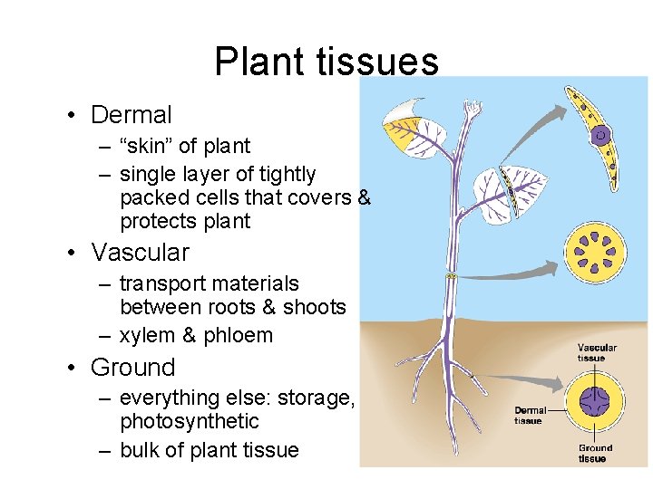 Plant tissues • Dermal – “skin” of plant – single layer of tightly packed