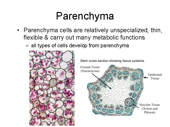 Parenchyma • Parenchyma cells are relatively unspecialized, thin, flexible & carry out many metabolic