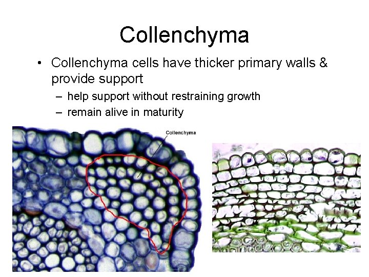 Collenchyma • Collenchyma cells have thicker primary walls & provide support – help support
