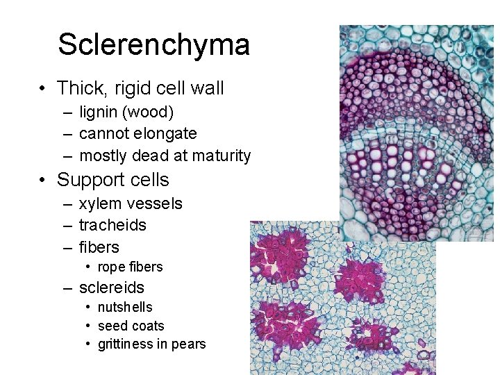 Sclerenchyma • Thick, rigid cell wall – lignin (wood) – cannot elongate – mostly