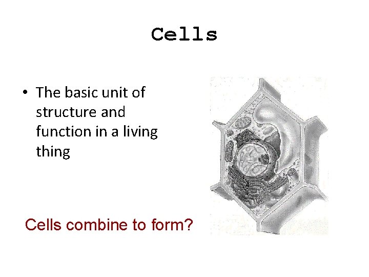 Cells • The basic unit of structure and function in a living thing Cells