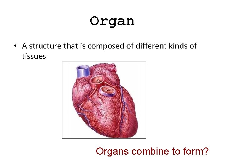 Organ • A structure that is composed of different kinds of tissues Organs combine