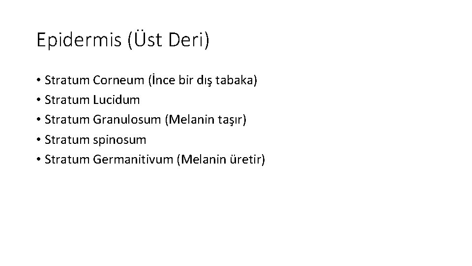 Epidermis (Üst Deri) • Stratum Corneum (İnce bir dış tabaka) • Stratum Lucidum •