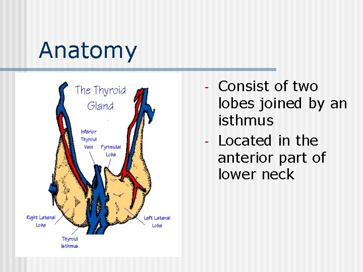 Anatomy - - Consist of two lobes joined by an isthmus Located in the