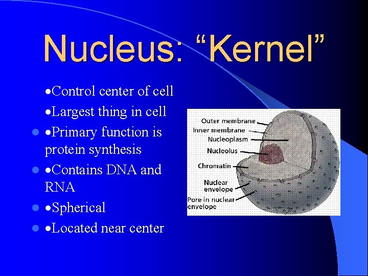 Nucleus: “Kernel” l l ·Control center of cell ·Largest thing in cell ·Primary function