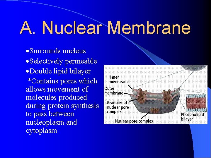 A. Nuclear Membrane ·Surrounds nucleus ·Selectively permeable ·Double lipid bilayer *Contains pores which allows