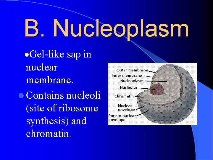 B. Nucleoplasm ·Gel-like sap in nuclear membrane. l Contains nucleoli (site of ribosome synthesis)