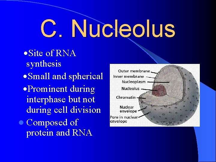 C. Nucleolus ·Site of RNA synthesis ·Small and spherical ·Prominent during interphase but not