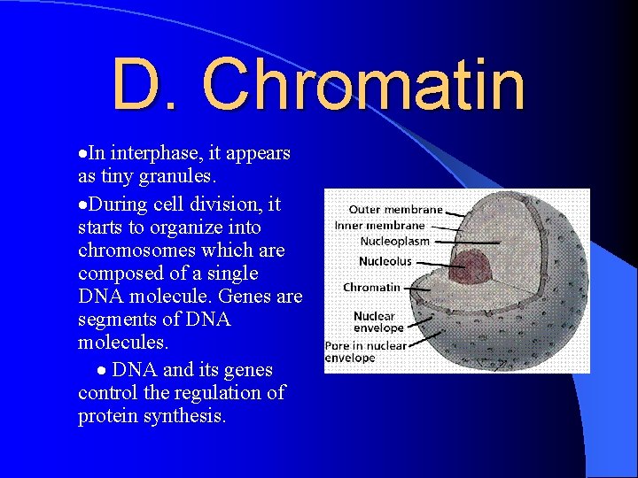 D. Chromatin ·In interphase, it appears as tiny granules. ·During cell division, it starts