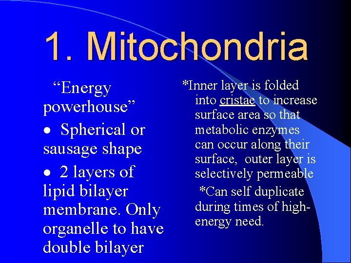 1. Mitochondria “Energy powerhouse” · Spherical or sausage shape · 2 layers of lipid