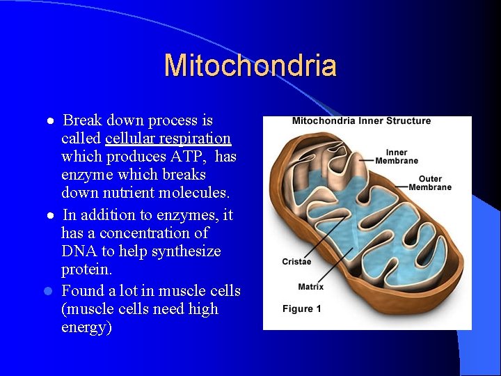 Mitochondria · Break down process is called cellular respiration which produces ATP, has enzyme