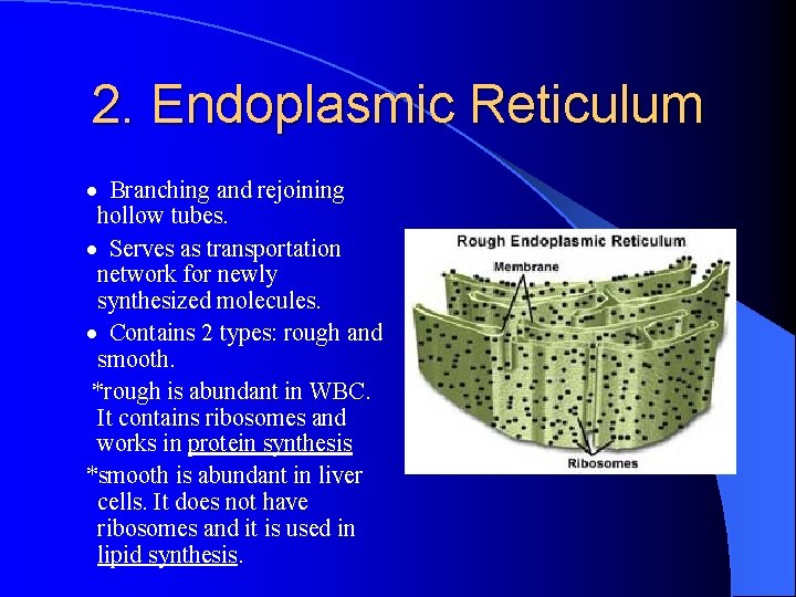 2. Endoplasmic Reticulum · Branching and rejoining hollow tubes. · Serves as transportation network