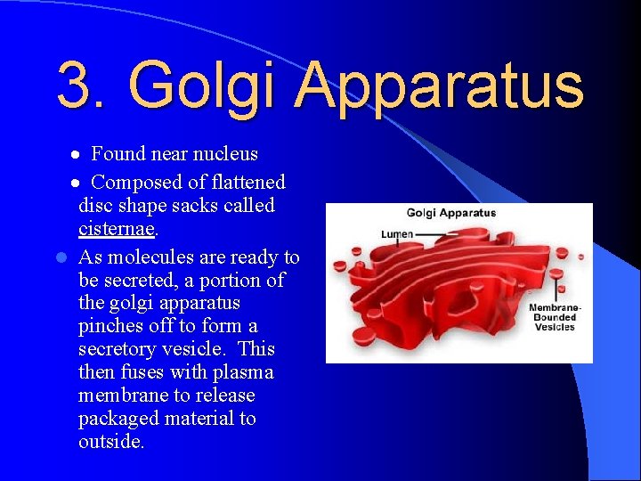 3. Golgi Apparatus · Found near nucleus · Composed of flattened disc shape sacks