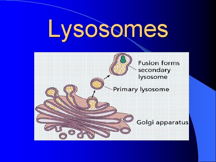 Lysosomes 