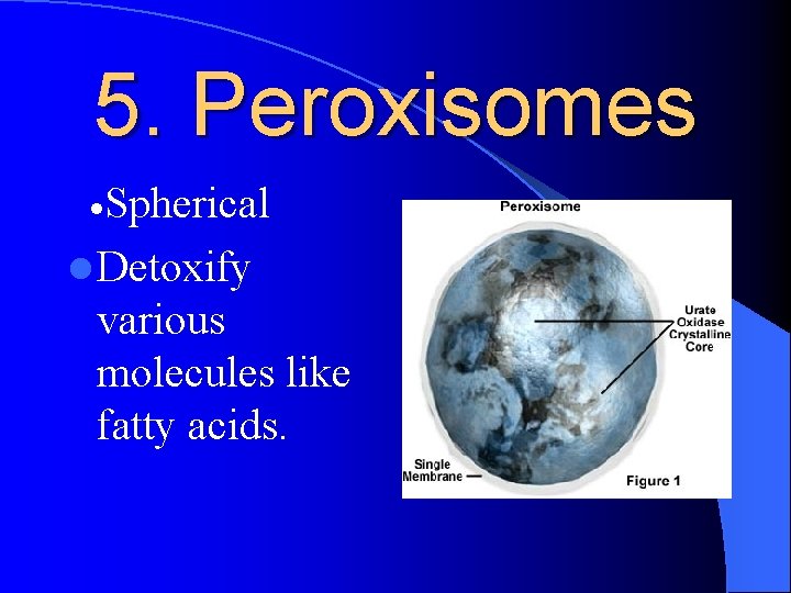 5. Peroxisomes ·Spherical l Detoxify various molecules like fatty acids. 