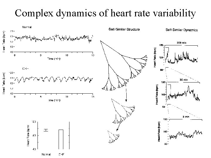 Complex dynamics of heart rate variability 