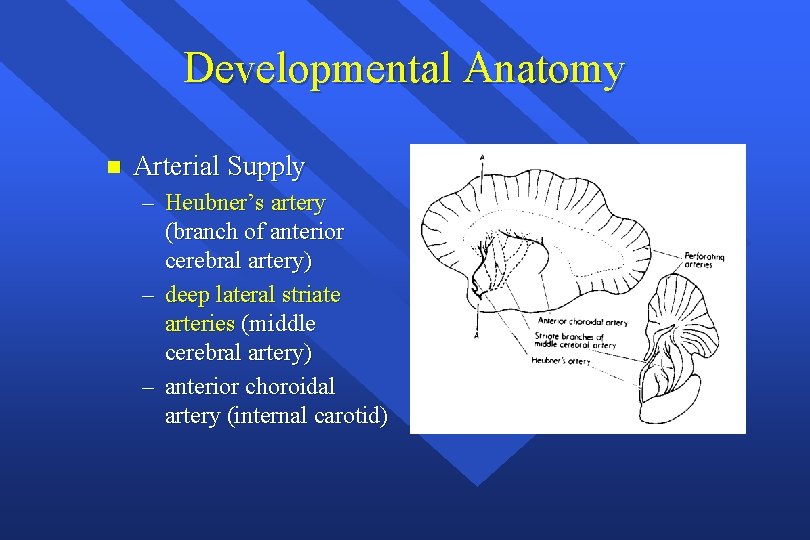 Developmental Anatomy n Arterial Supply – Heubner’s artery (branch of anterior cerebral artery) –