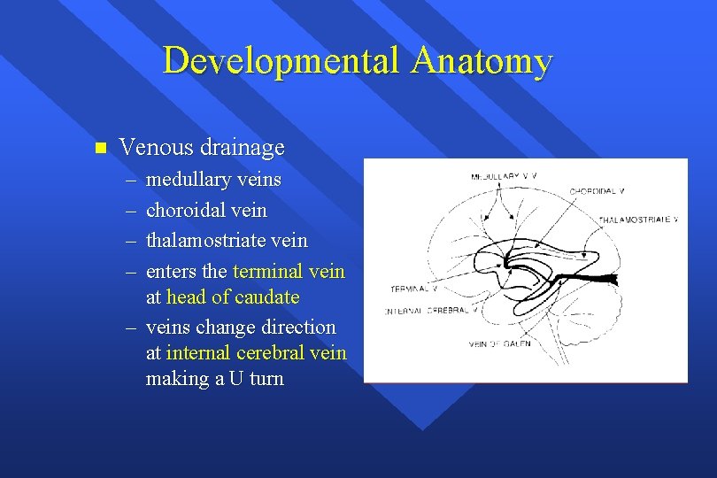 Developmental Anatomy n Venous drainage – – medullary veins choroidal vein thalamostriate vein enters