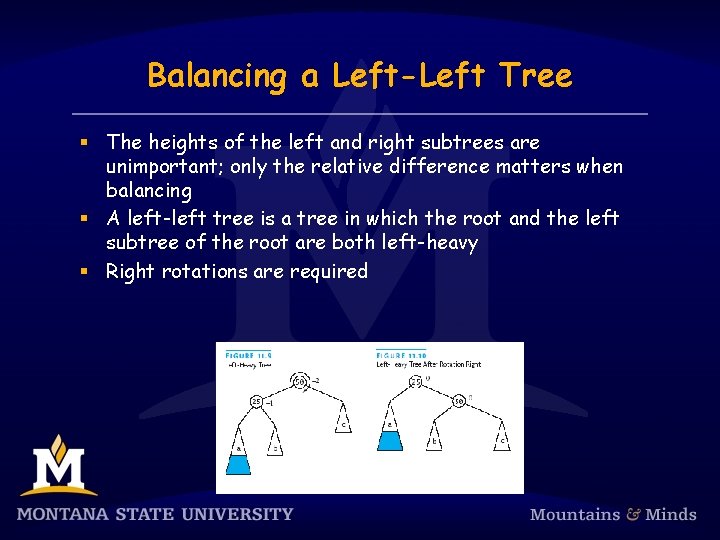 Balancing a Left-Left Tree § The heights of the left and right subtrees are
