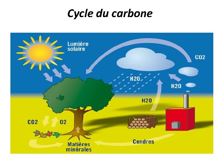 Cycle du carbone 