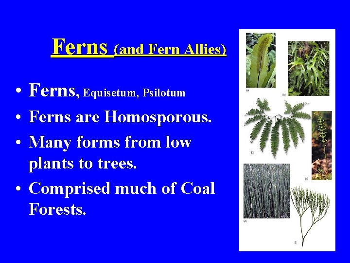 Ferns (and Fern Allies) • Ferns, Equisetum, Psilotum • Ferns are Homosporous. • Many