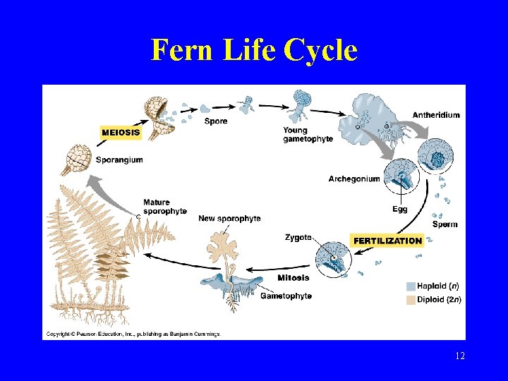 Fern Life Cycle 12 