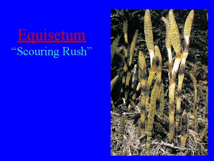 Equisetum “Scouring Rush” 13 